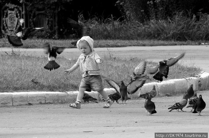 Голуби — птицы детства,  Россия (Тула)