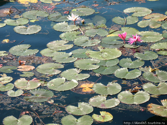 Озеро Хевиз -- природная водолечебница.Часть2. Хевиз, Венгрия