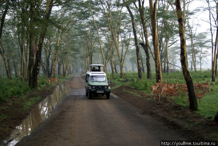 Lake Nakuru Национальный Парк - озеро Озеро Накуру Национальный Парк, Кения