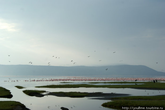 Озеро Накуру с тысячами розовых фламинго. На переднем плане марабу и мелочевка, кулики, скорее всего. Озеро Накуру Национальный Парк, Кения