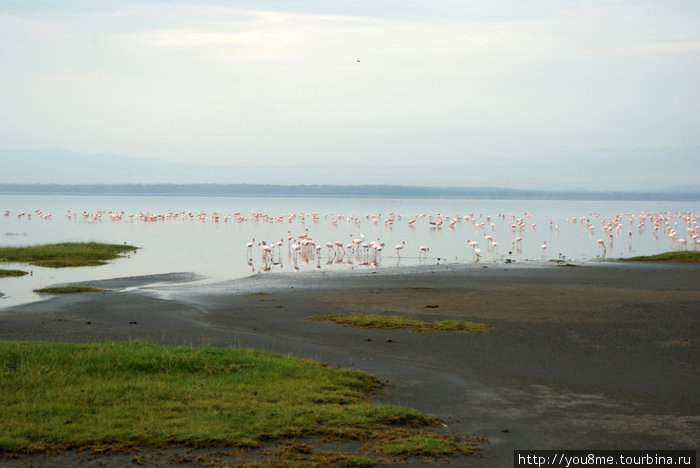 классические розовые фламинго Озеро Накуру Национальный Парк, Кения