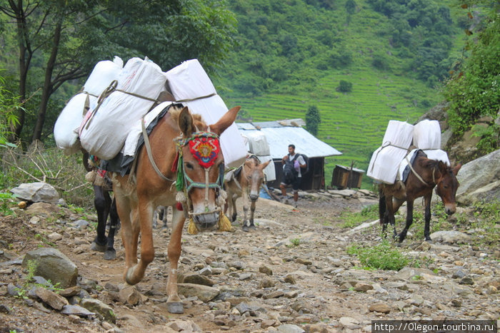 Гружённые, работаем за овёс Зона Гандаки, Непал