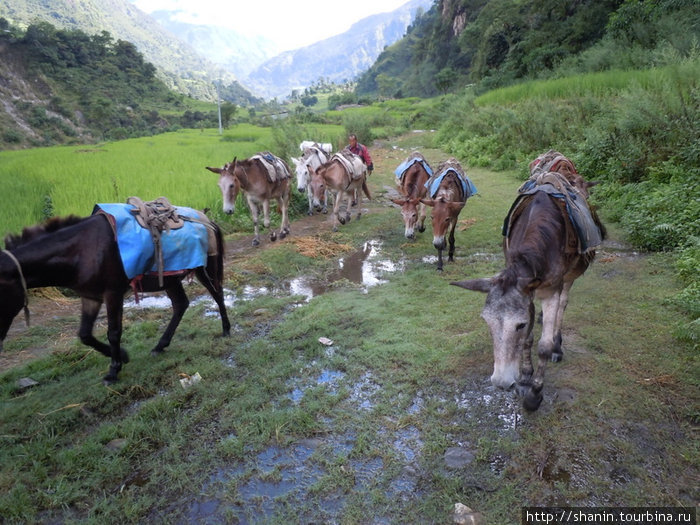 Первый караван мулов Бесисахар, Непал