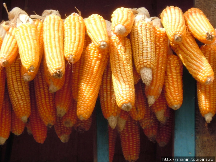 Початки спелой кукурузы Бесисахар, Непал
