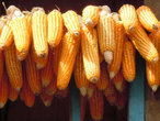 Початки спелой кукурузы