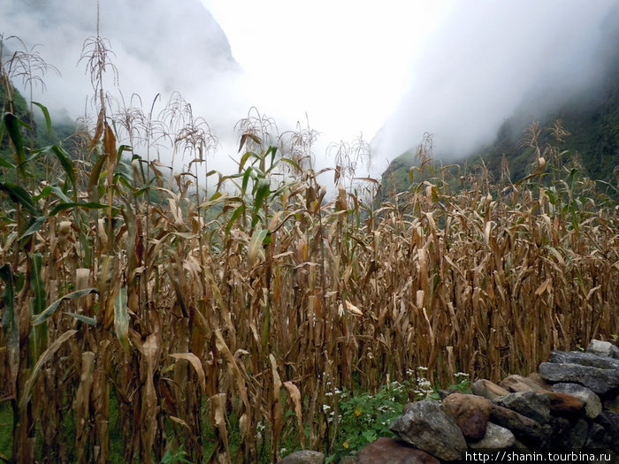 Кукурузное поле осенью Бесисахар, Непал