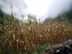 Кукурузное поле осенью