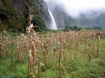 Кукуруза и водопад