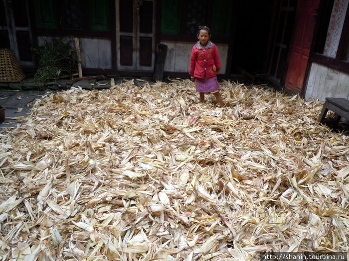 Сушится кукуруза Бесисахар, Непал