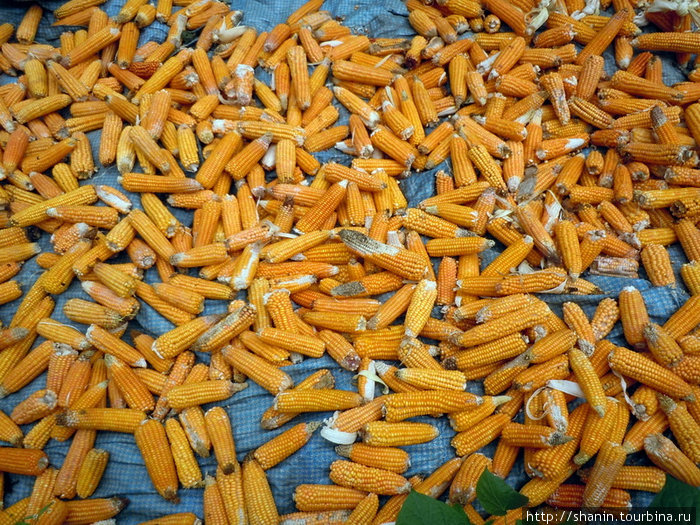 Кукуруза в початках Бесисахар, Непал