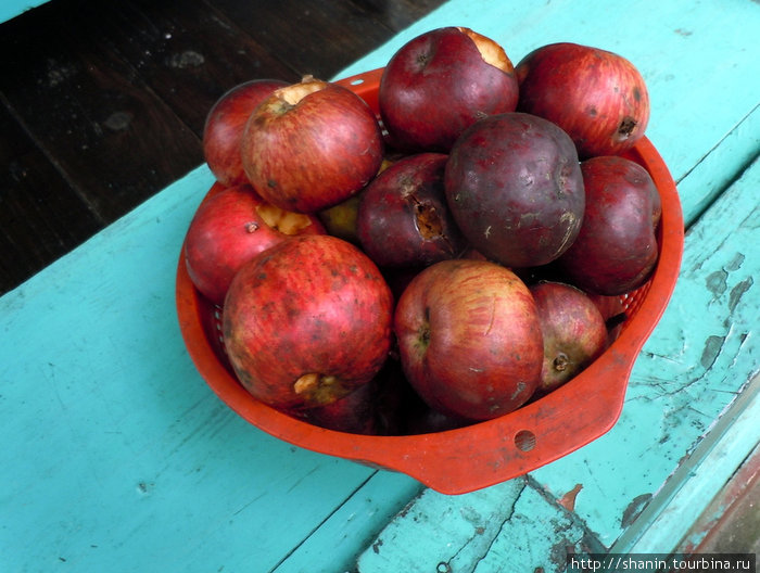 Яблоки нового урожая Зона Гандаки, Непал