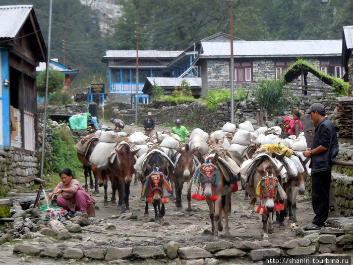 Мулы заполонили главную улицу поселка Зона Гандаки, Непал