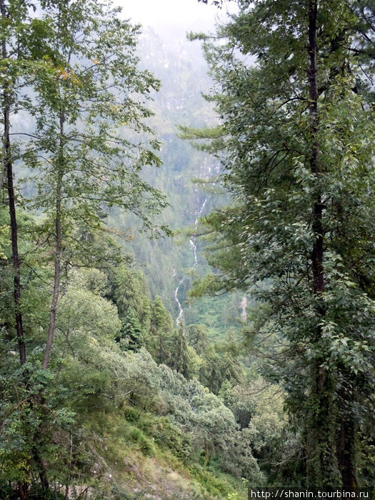 Настоящий сосновый лес Зона Гандаки, Непал