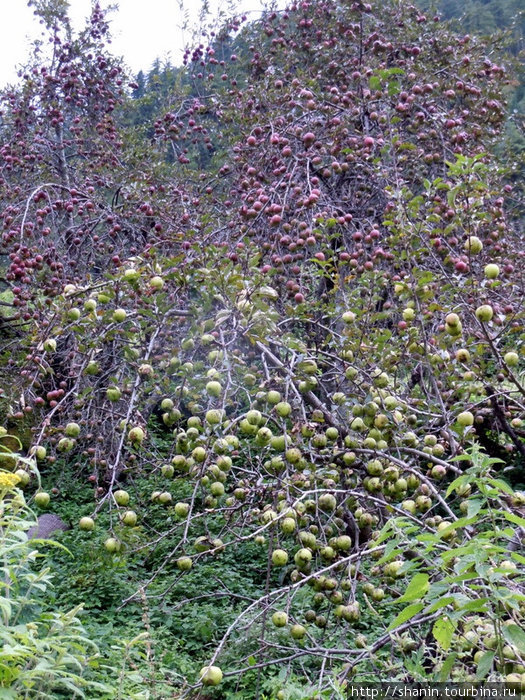 Яблоневый сад Зона Гандаки, Непал