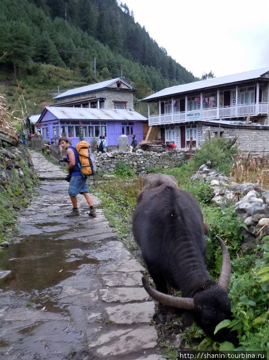 На тропе — туристы и буйволы Зона Гандаки, Непал