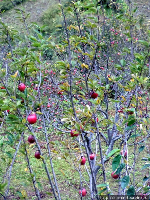 Яблоня с яблокками в Гималаях Зона Гандаки, Непал