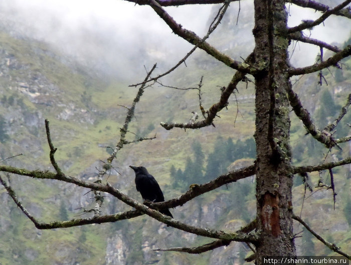 Ворона на дереве Зона Гандаки, Непал