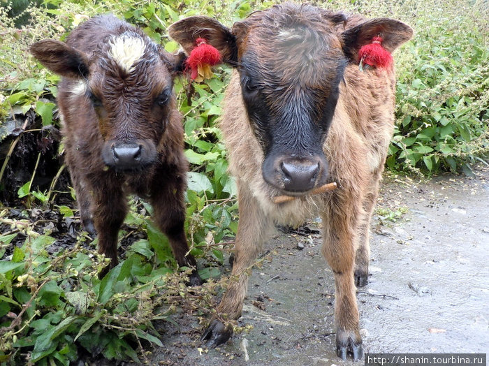 Два бычка Чаме, Непал