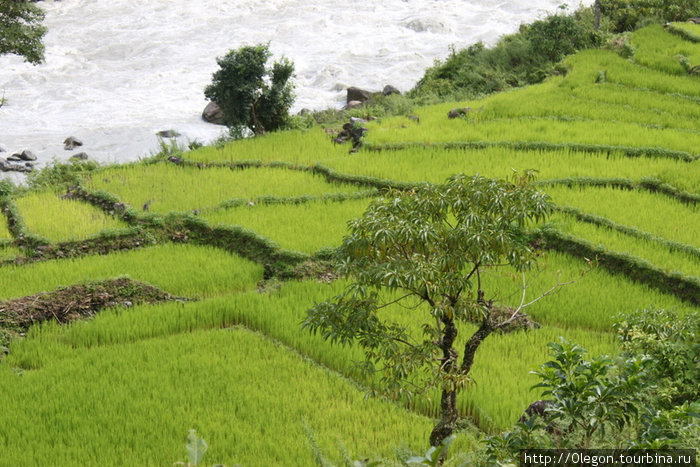 Рисовые поля Зона Гандаки, Непал