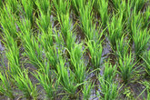 Молодые ростки риса