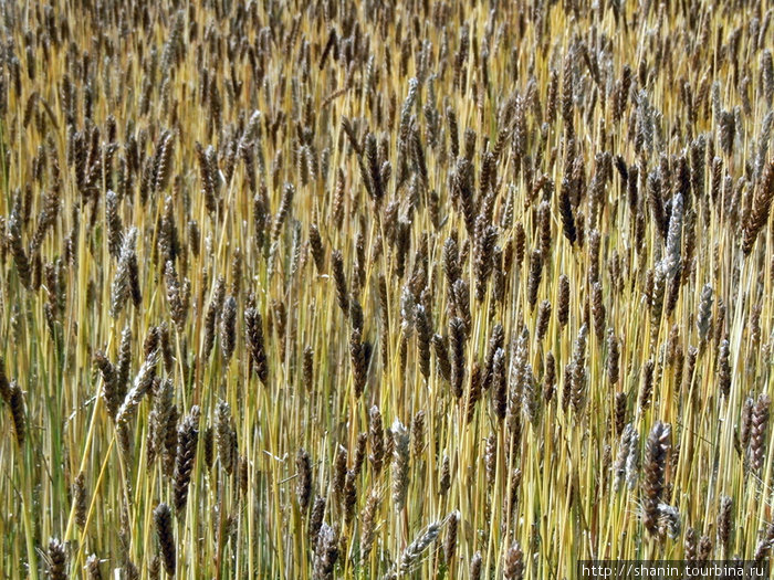 Пшеница уже созрела Зона Гандаки, Непал