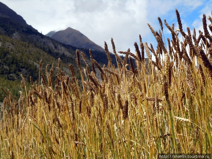 Созревшая пшеница Зона Гандаки, Непал