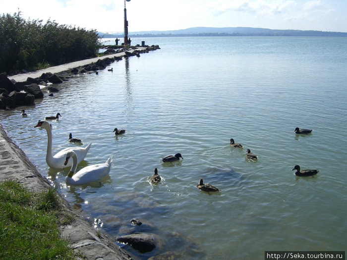Птицы тут явно прикормленные Озеро Балатон, Венгрия