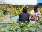 Уборка урожая в самом центре Мананга