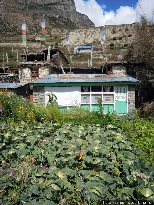 Огрод перед домом в Мананге Мананг, Непал