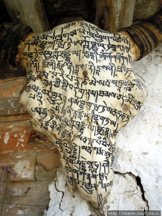 Разрированный череп яка Мананг, Непал