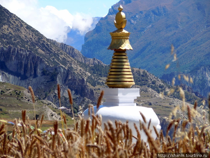 Спелая пшеница и белая ступа Национальный парк Аннапурны, Непал