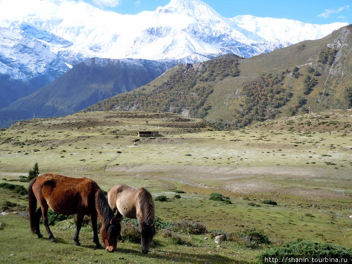 Лошади пасутся Зона Гандаки, Непал