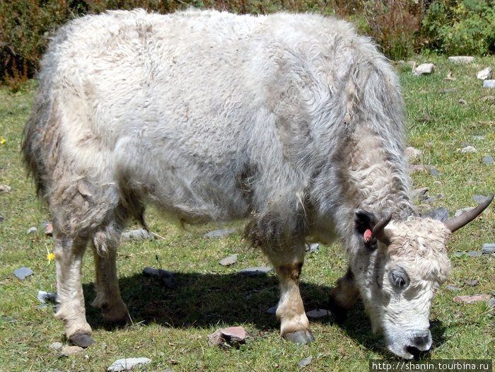 Белый як — вернее белая корова яка Зона Гандаки, Непал