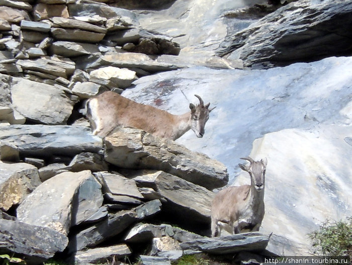 Дикие горные козы Зона Гандаки, Непал