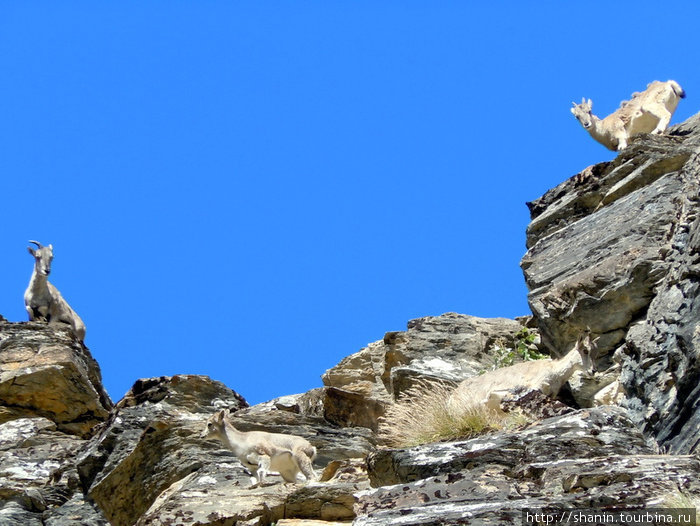 Горные козы на скале Зона Гандаки, Непал