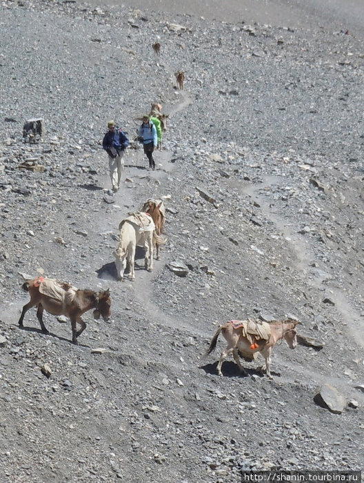 Караван мулов на спуске с перевала Торунг Ла Муктинатх, Непал