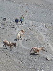 Караван мулов на спуске с перевала Торунг Ла
