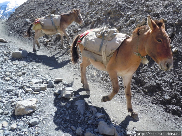 Два мула на тропе Муктинатх, Непал
