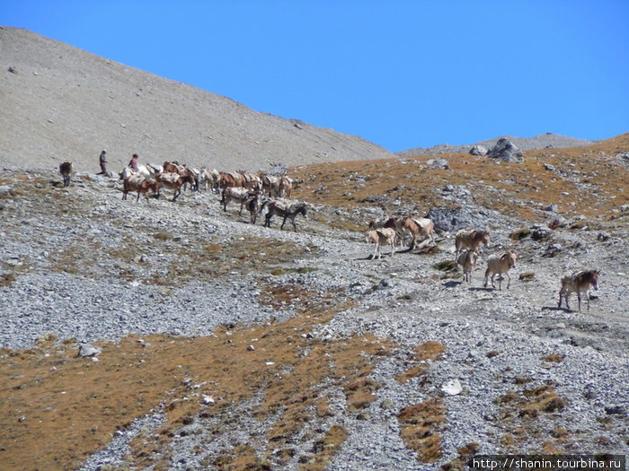 Караван мулов на тропе Муктинатх, Непал