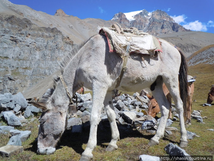 Белый мул Муктинатх, Непал