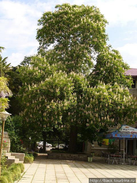 Каштан Конский Никита, Россия