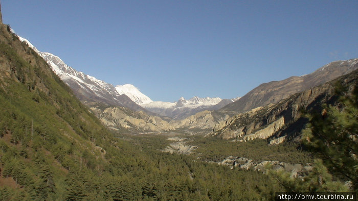 Хвоиные леса на высоте более 2000 м. Национальный парк Аннапурны, Непал