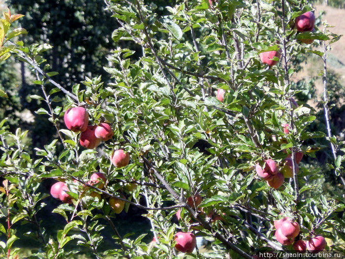 Спелые яблоки Кагбени, Непал