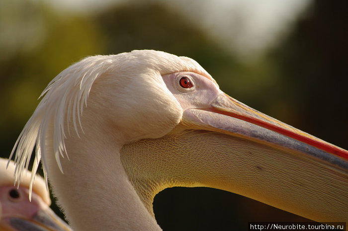 Парк Луизы в Манхайме и розовые пеликаны... Мангейм, Германия