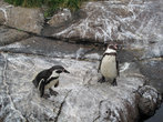 Эти пингвины живут в алесундском Аквариуме.