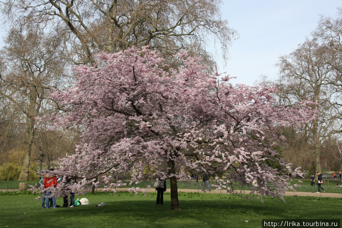Весна в Лондоне Лондон, Великобритания