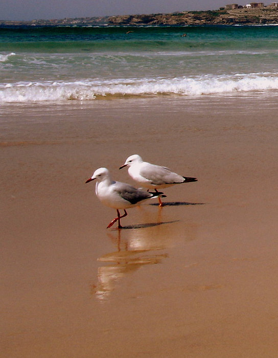 Любимый пляж жителей Сиднея Сидней, Австралия