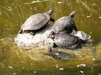 Черепахи в пруду (храм Дайгодзи)