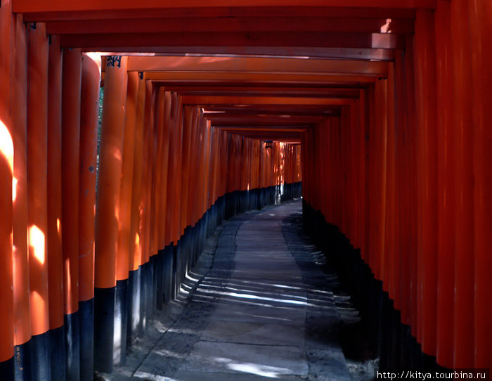 Тории святилища Фусими Инари Киото, Япония