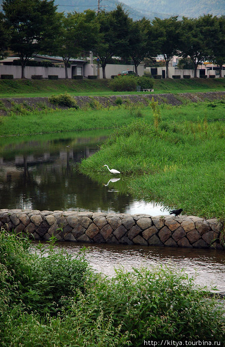 Река рядом со святилищем Камигамо Киото, Япония